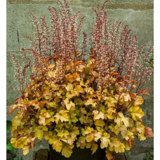 Гейхера Рокис Амбер (Heuchera Rockies Amber) Гейхера Рокис Амбер (Heuchera Rockies Amber)