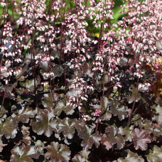 Гейхера Рокис Блэк (Heuchera Rockies Black) Гейхера Рокис Блэк (Heuchera Rockies Black)