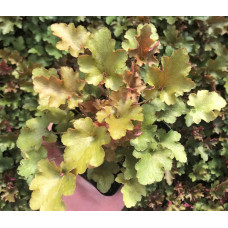 Гейхера Септембер Морн (Heuchera September Morn) Гейхера Септембер Морн (Heuchera September Morn)