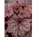 Гейхера Ворлд Кафе Шакерато (Heuchera World Caffe Shakerato) Гейхера Ворлд Кафе Шакерато (Heuchera World Caffe Shakerato)