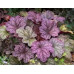 Гейхера Ворлд Кафе Шакерато (Heuchera World Caffe Shakerato) Гейхера Ворлд Кафе Шакерато (Heuchera World Caffe Shakerato)