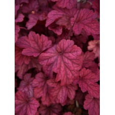 Гейхера Ворлд Кафе Шакерато (Heuchera World Caffe Shakerato) Гейхера Ворлд Кафе Шакерато (Heuchera World Caffe Shakerato)