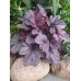 Гейхера Шанхай (Heuchera Shanghai) Гейхера Шанхай (Heuchera Shanghai)