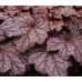 Гейхера Берри Смузи (Heuchera Berry Smoothie) Гейхера Берри Смузи (Heuchera Berry Smoothie)