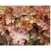 Гейхера Джинджер Пич (Heuchera Ginger Peach) Гейхера Джинджер Пич (Heuchera Ginger Peach)