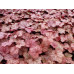 Гейхера Джинджер Пич (Heuchera Ginger Peach) Гейхера Джинджер Пич (Heuchera Ginger Peach)