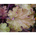 Гейхера Джинджер Пич (Heuchera Ginger Peach) Гейхера Джинджер Пич (Heuchera Ginger Peach)