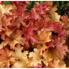 Гейхера Джинджер Пич (Heuchera Ginger Peach) Гейхера Джинджер Пич (Heuchera Ginger Peach)