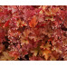 Гейхера Джинджер Пич (Heuchera Ginger Peach) Гейхера Джинджер Пич (Heuchera Ginger Peach)