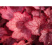Гейхера Джорджия Пич (Heuchera Georgia Peach) Гейхера Джорджия Пич (Heuchera Georgia Peach)