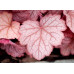 Гейхера Джорджия Пич (Heuchera Georgia Peach) Гейхера Джорджия Пич (Heuchera Georgia Peach)
