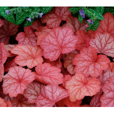 Гейхера Джорджия Пич (Heuchera Georgia Peach) Гейхера Джорджия Пич (Heuchera Georgia Peach)