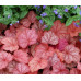 Гейхера Джорджия Пич (Heuchera Georgia Peach) Гейхера Джорджия Пич (Heuchera Georgia Peach)