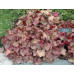 Гейхера Джорджия Пич (Heuchera Georgia Peach) Гейхера Джорджия Пич (Heuchera Georgia Peach)