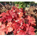 Гейхера Фаер Аларм (Heuchera Fire Alarm) Гейхера Фаер Аларм (Heuchera Fire Alarm)