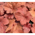 Гейхера Фаер Аларм (Heuchera Fire Alarm) Гейхера Фаер Аларм (Heuchera Fire Alarm)