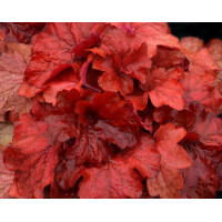 Гейхера Фаер Аларм (Heuchera Fire Alarm) Гейхера Фаер Аларм (Heuchera Fire Alarm)