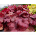 Гейхера Фаер Аларм (Heuchera Fire Alarm) Гейхера Фаер Аларм (Heuchera Fire Alarm)
