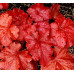 Гейхера Фаер Аларм (Heuchera Fire Alarm) Гейхера Фаер Аларм (Heuchera Fire Alarm)