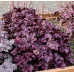 Гейхера Форевер Пепл (Heuchera Forever Purple) Гейхера Форевер Пепл (Heuchera Forever Purple)