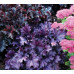 Гейхера Форевер Пепл (Heuchera Forever Purple) Гейхера Форевер Пепл (Heuchera Forever Purple)