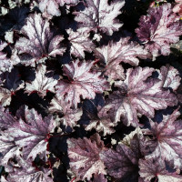 Гейхера Форевер Пепл (Heuchera Forever Purple) Гейхера Форевер Пепл (Heuchera Forever Purple)