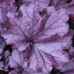Гейхера Форевер Пепл (Heuchera Forever Purple) Гейхера Форевер Пепл (Heuchera Forever Purple)
