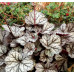 Гейхера Глиттер (Heuchera Glitter) Гейхера Глиттер (Heuchera Glitter)