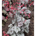 Гейхера Глиттер (Heuchera Glitter) Гейхера Глиттер (Heuchera Glitter)