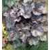 Гейхера Глиттер (Heuchera Glitter) Гейхера Глиттер (Heuchera Glitter)