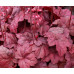 Гейхера Грейп Сода (Heuchera Grape Soda) Гейхера Грейп Сода (Heuchera Grape Soda)