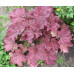 Гейхера Грейп Сода (Heuchera Grape Soda) Гейхера Грейп Сода (Heuchera Grape Soda)