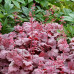 Гейхера Грейп Сода (Heuchera Grape Soda) Гейхера Грейп Сода (Heuchera Grape Soda)