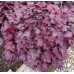 Гейхера Грейп Сода (Heuchera Grape Soda) Гейхера Грейп Сода (Heuchera Grape Soda)