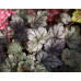 Гейхера Милан (Heuchera Milan) Гейхера Милан (Heuchera Milan)