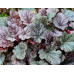 Гейхера Милан (Heuchera Milan) Гейхера Милан (Heuchera Milan)