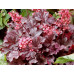 Гейхера Милан (Heuchera Milan) Гейхера Милан (Heuchera Milan)
