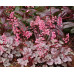 Гейхера Милан (Heuchera Milan) Гейхера Милан (Heuchera Milan)