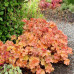Гейхера Нозерн Экспожэ Амбер (Heuchera Northern Exposure Amber) Гейхера Нозерн Экспожэ Амбер (Heuchera Northern Exposure Amber)