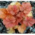 Гейхера Нозерн Экспожэ Амбер (Heuchera Northern Exposure Amber) Гейхера Нозерн Экспожэ Амбер (Heuchera Northern Exposure Amber)