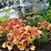 Гейхера Нозерн Экспожэ Амбер (Heuchera Northern Exposure Amber) Гейхера Нозерн Экспожэ Амбер (Heuchera Northern Exposure Amber)