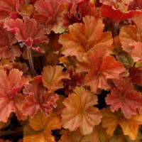 Гейхера Нозерн Экспожэ Амбер (Heuchera Northern Exposure Amber) Гейхера Нозерн Экспожэ Амбер (Heuchera Northern Exposure Amber)