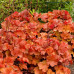 Гейхера Нозерн Экспожэ Амбер (Heuchera Northern Exposure Amber) Гейхера Нозерн Экспожэ Амбер (Heuchera Northern Exposure Amber)