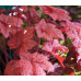 Гейхера Отумн Ливс (Heuchera Autumn Leaves) Гейхера Отумн Ливс (Heuchera Autumn Leaves)