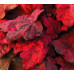 Гейхера Отумн Ливс (Heuchera Autumn Leaves) Гейхера Отумн Ливс (Heuchera Autumn Leaves)