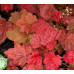 Гейхера Отумн Ливс (Heuchera Autumn Leaves) Гейхера Отумн Ливс (Heuchera Autumn Leaves)
