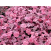 Гейхера Пенелопа (Heuchera Penelope) Гейхера Пенелопа (Heuchera Penelope)