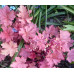 Гейхера Пенелопа (Heuchera Penelope) Гейхера Пенелопа (Heuchera Penelope)