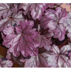 Гейхера Плам Ройял (Heuchera Plum Royale) Гейхера Плам Ройял (Heuchera Plum Royale)