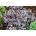 Гейхера Плам Ройял (Heuchera Plum Royale) Гейхера Плам Ройял (Heuchera Plum Royale)